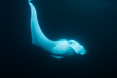 Photographies de ballets de raies manta de nuit aux Maldives