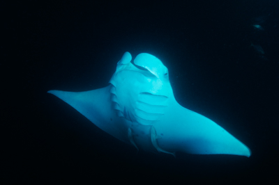 Photographies de ballets de raies manta de nuit aux Maldives