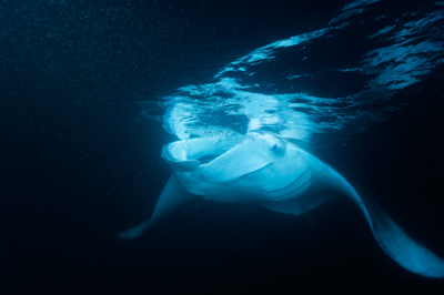 Photographies de ballets de raies manta de nuit aux Maldives