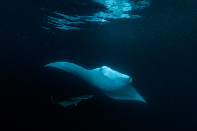 Photographies de ballets de raies manta de nuit aux Maldives