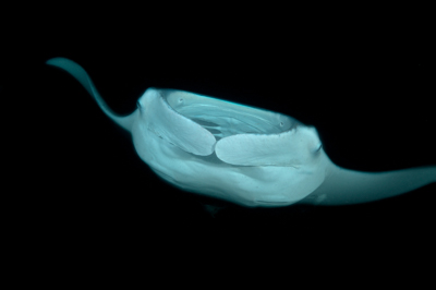Photographies de ballets de raies manta de nuit aux Maldives