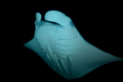 Photographies de ballets de raies manta de nuit aux Maldives