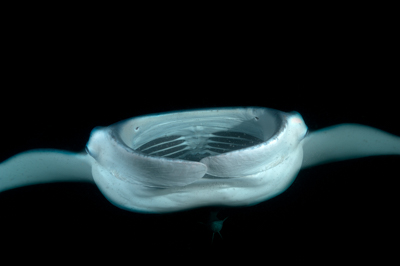 Photographies de ballets de raies manta de nuit aux Maldives