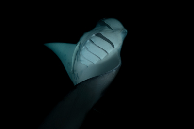 Photographies de ballets de raies manta de nuit aux Maldives