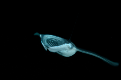 Photographies de ballets de raies manta de nuit aux Maldives