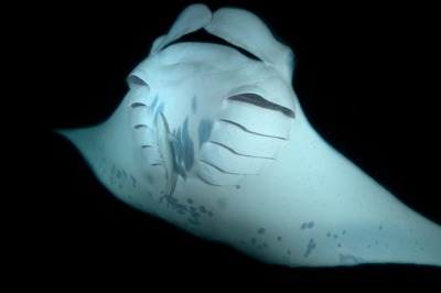 Photographies de ballets de raies manta de nuit aux Maldives