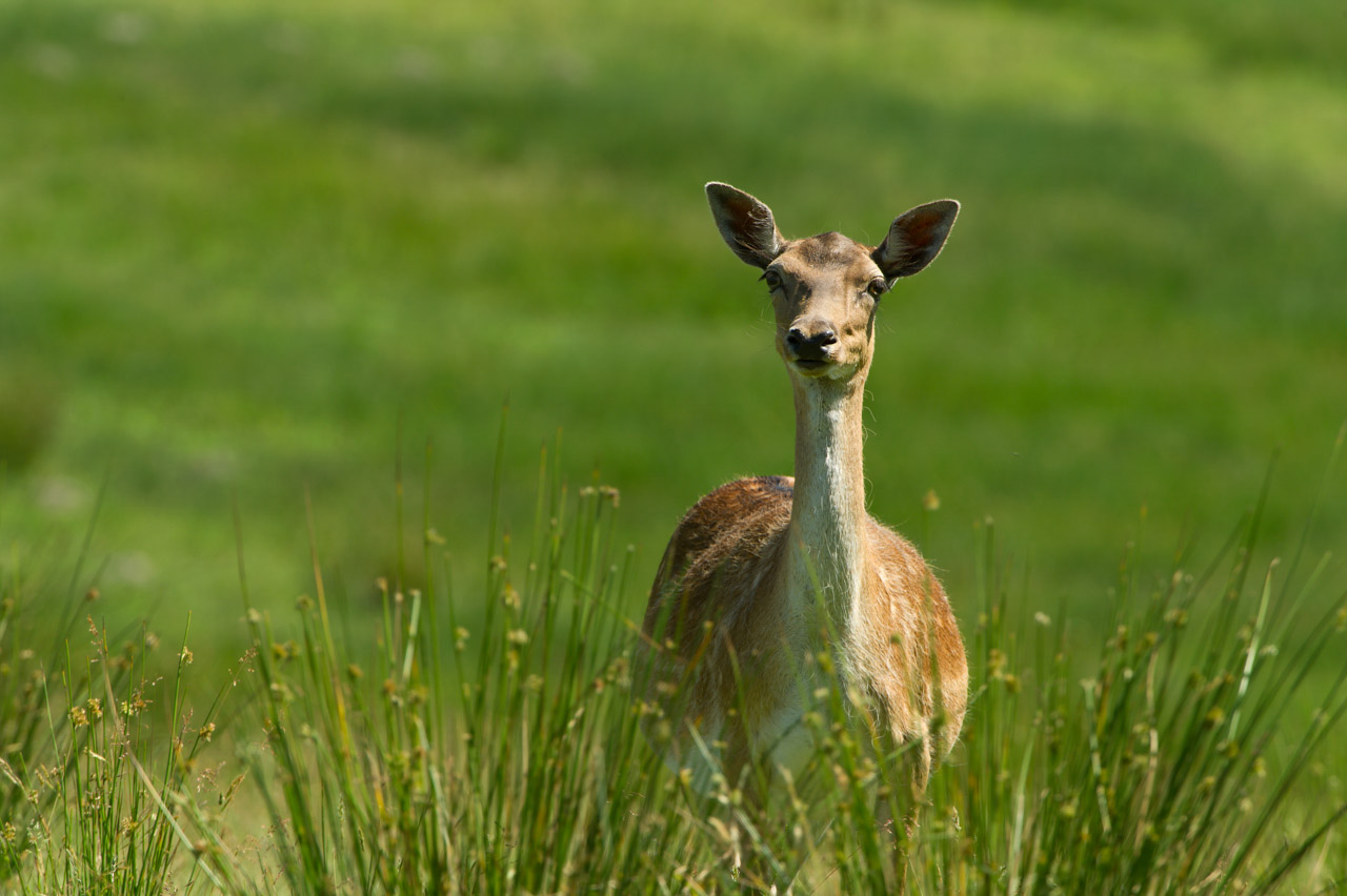 Photo d'une daine. En photographie animalière, la technique du bokeh permet de détacher les sujets de l'arrière plan.