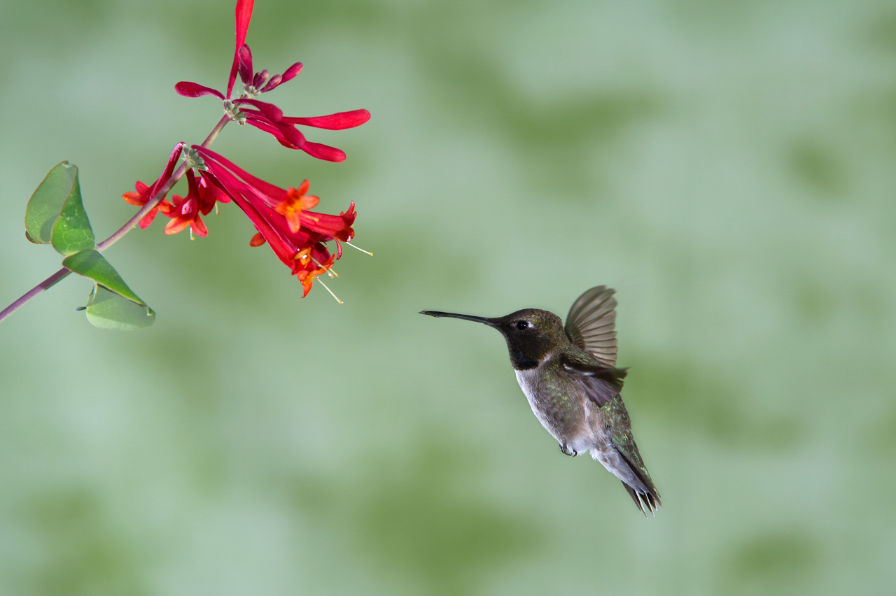 Photo d'un colibri en vol dans le sud ouest du Texas aux Etats-Unis. C'est une photo difficile à réaliser où la mise en scène joue un rôle important.