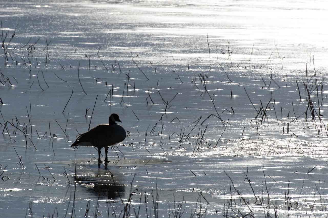 L'espace négatif en photographie animalière.
