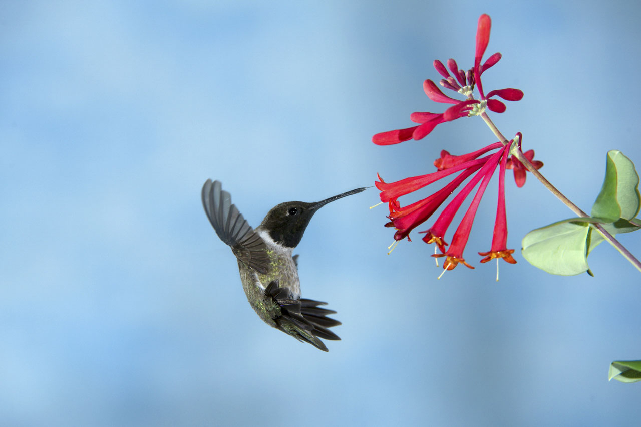 Pour réaliser cette  photo d'un colibri nous sommes posés la question de l'arrière plan et de l'espace négatif.