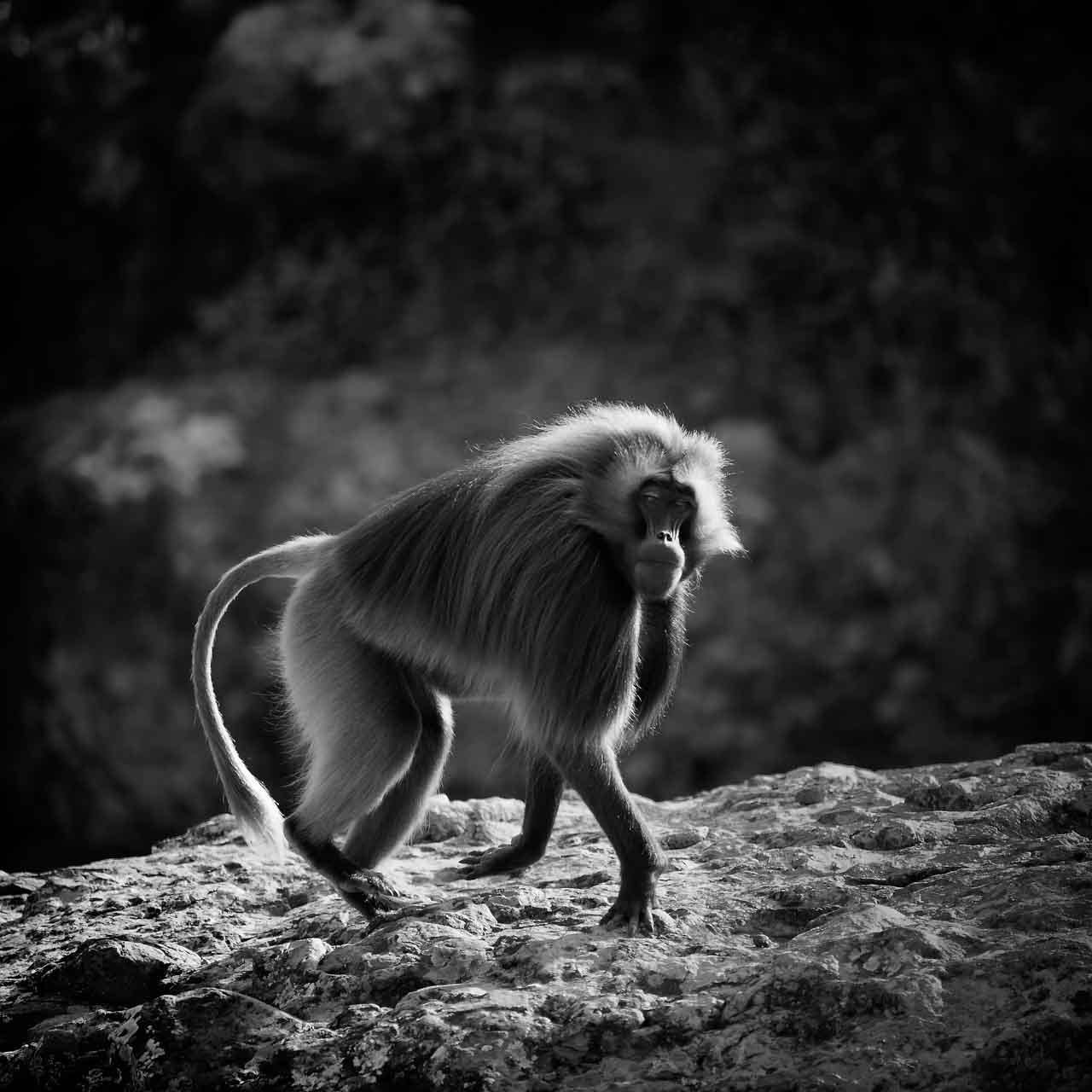 The texture and fullness of the gelada’s mane are showcased by the backlighting, which makes the hair iridescent.