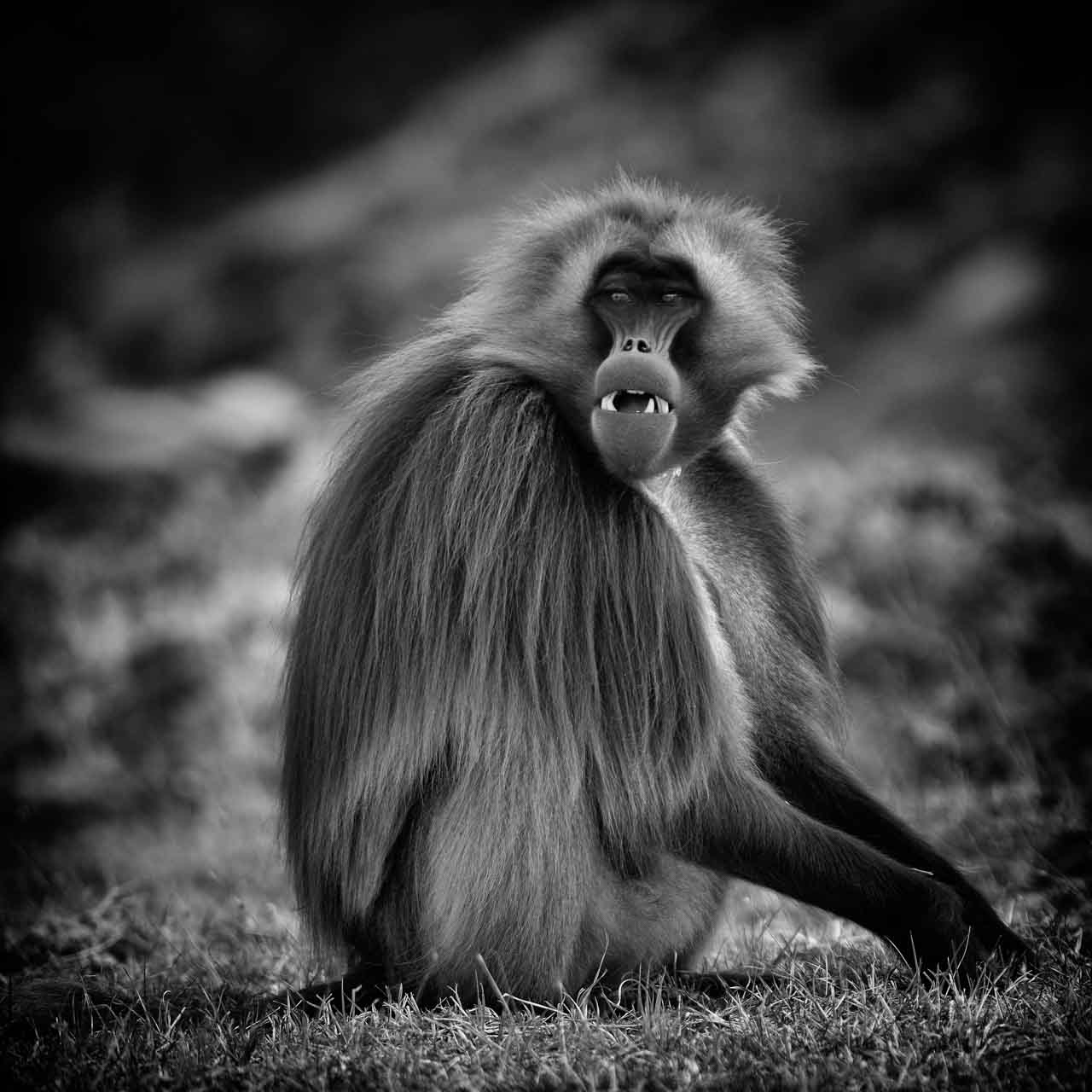 It is easy to make gelada look anthropomorphic. They are fascinating animals to photograph.