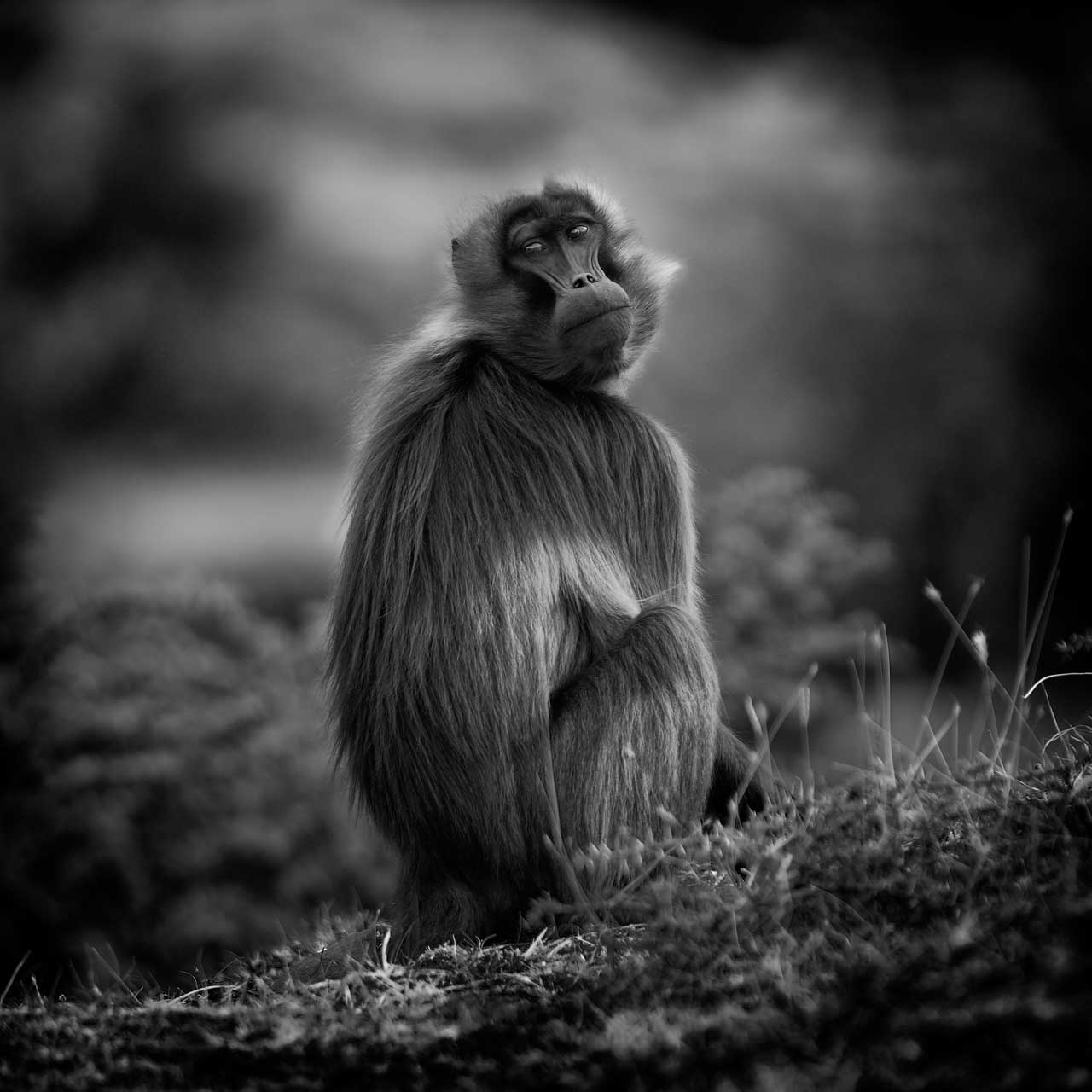 It is easy to make gelada look anthropomorphic. They are fascinating animals to photograph.