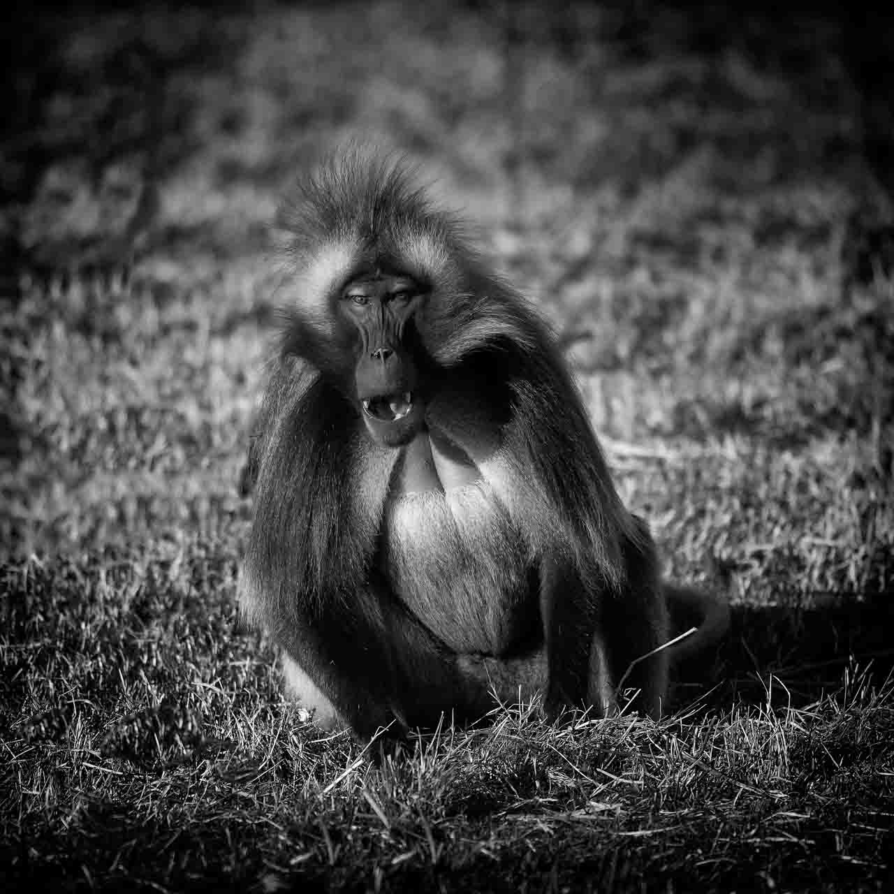 It is easy to make gelada look anthropomorphic. They are fascinating animals to photograph.