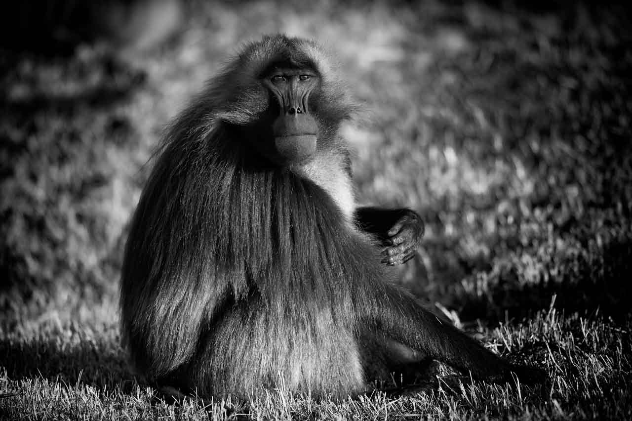 It is easy to make gelada look anthropomorphic. They are fascinating animals to photograph.