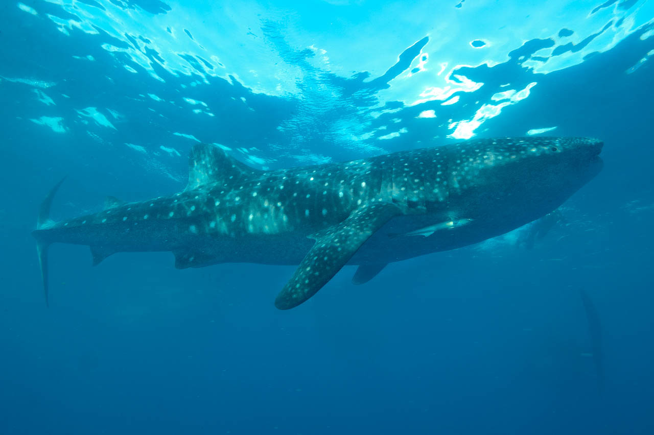 The blue accentuates the peace and the quietness of the whale shark.