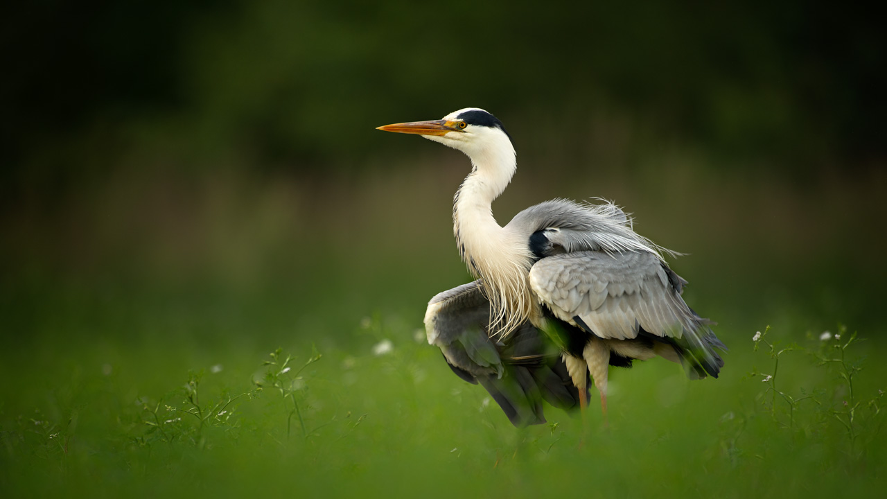 To create this photo of a gray heron in this environment, we waited for hours.