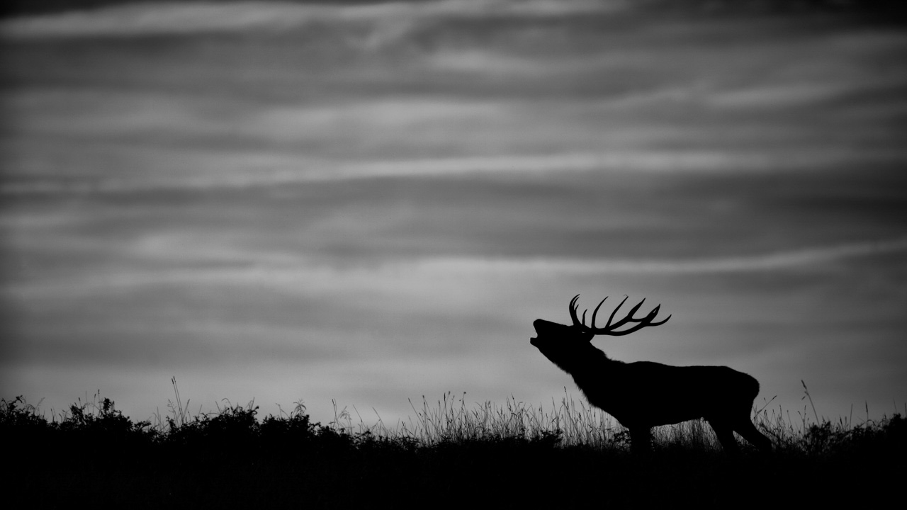 Les comportements animaliers sont des sujets intéressants pour raconter des histoires dans des photos artistiques.