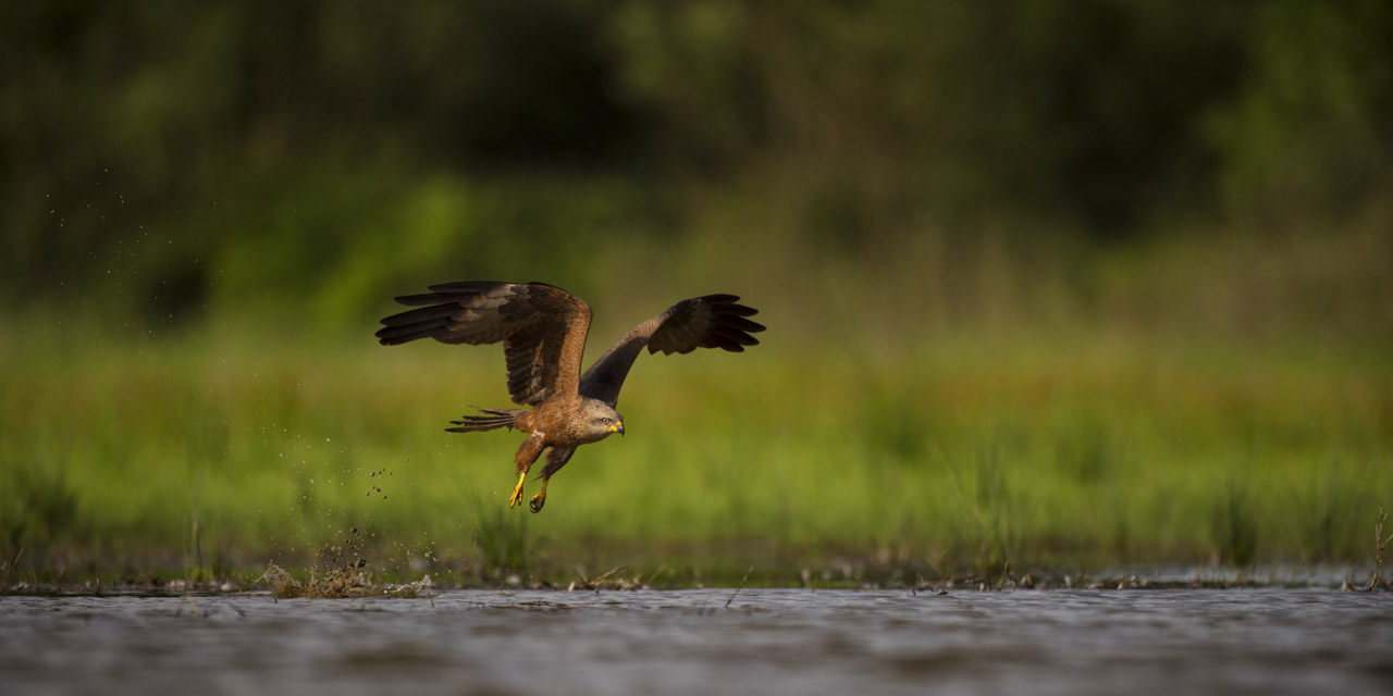 A black kite photographed from a floating blind.