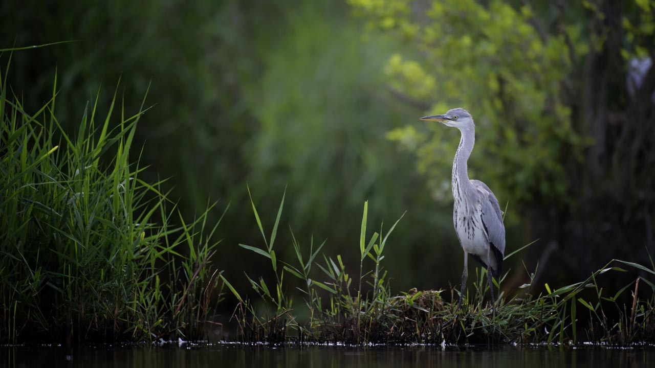 A gray heron photographed from a floating blind.