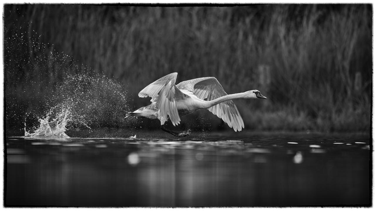 A swan on takeoff photographed from a floating blind.