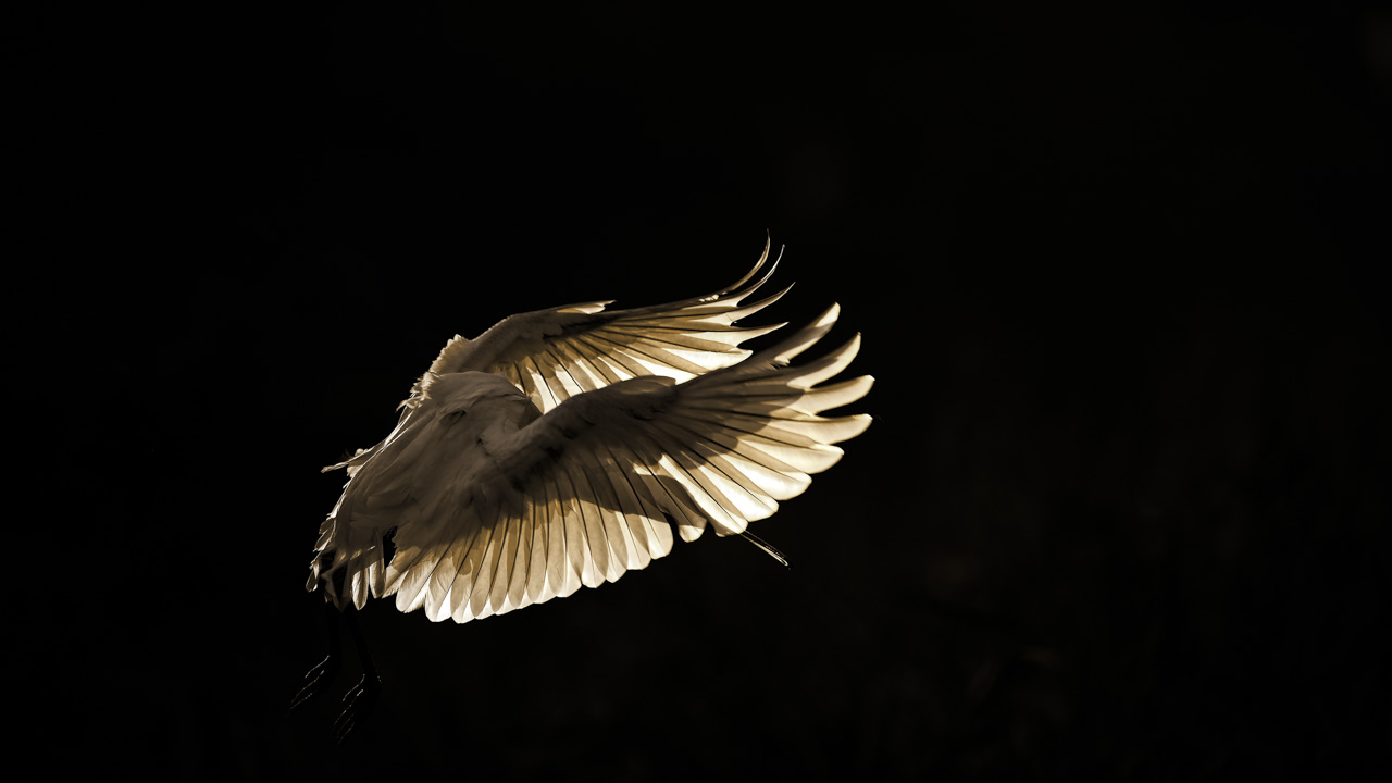 An Eurasian spoonbill photographed from a floating blind.