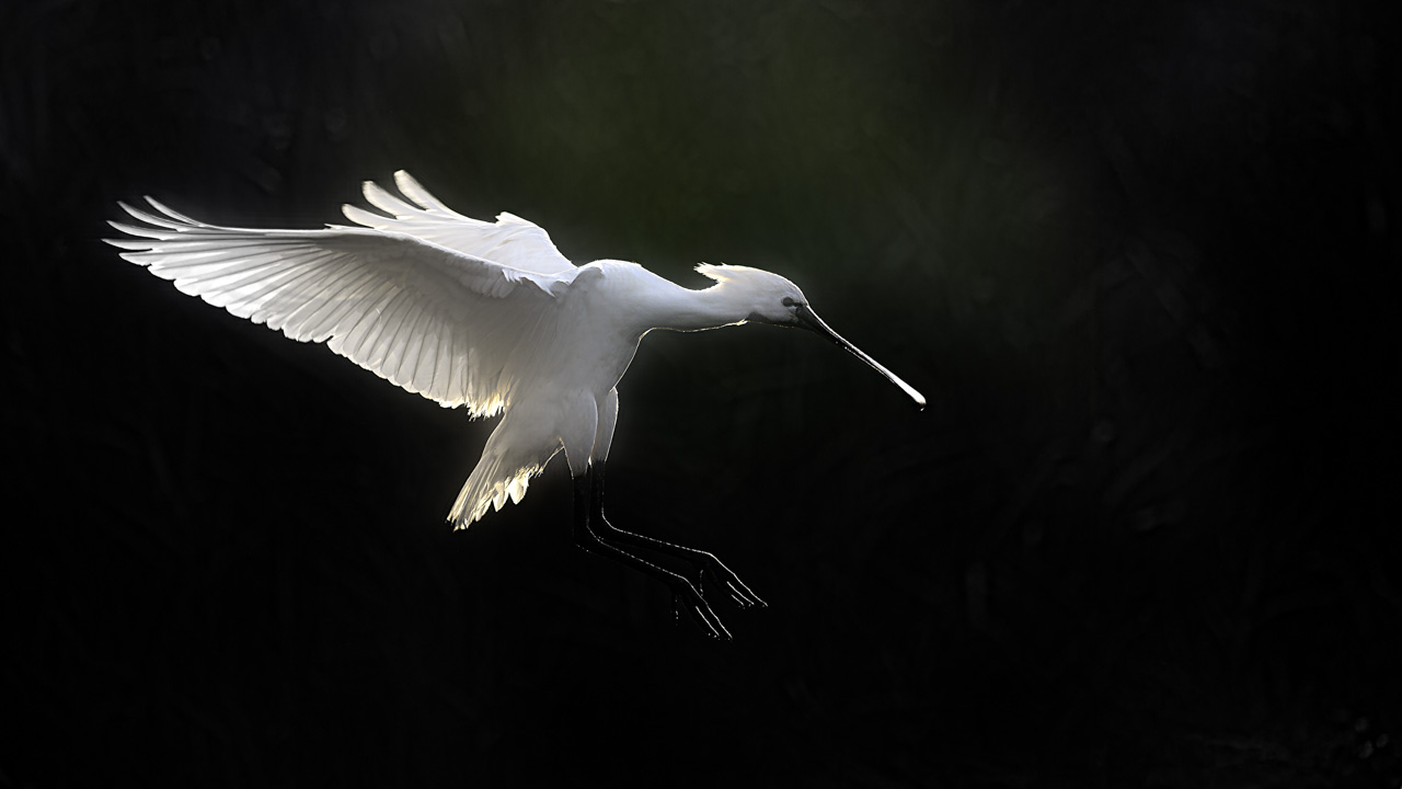 An Eurasian spoonbill photographed from a floating blind.