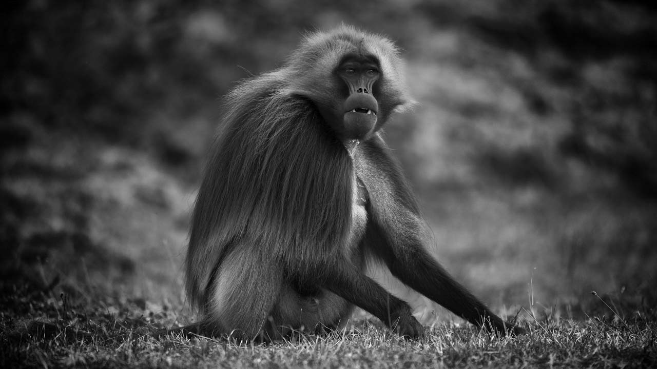 For this collection of art pictures devoted to monkeys, I worked for 3 years in remote areas.