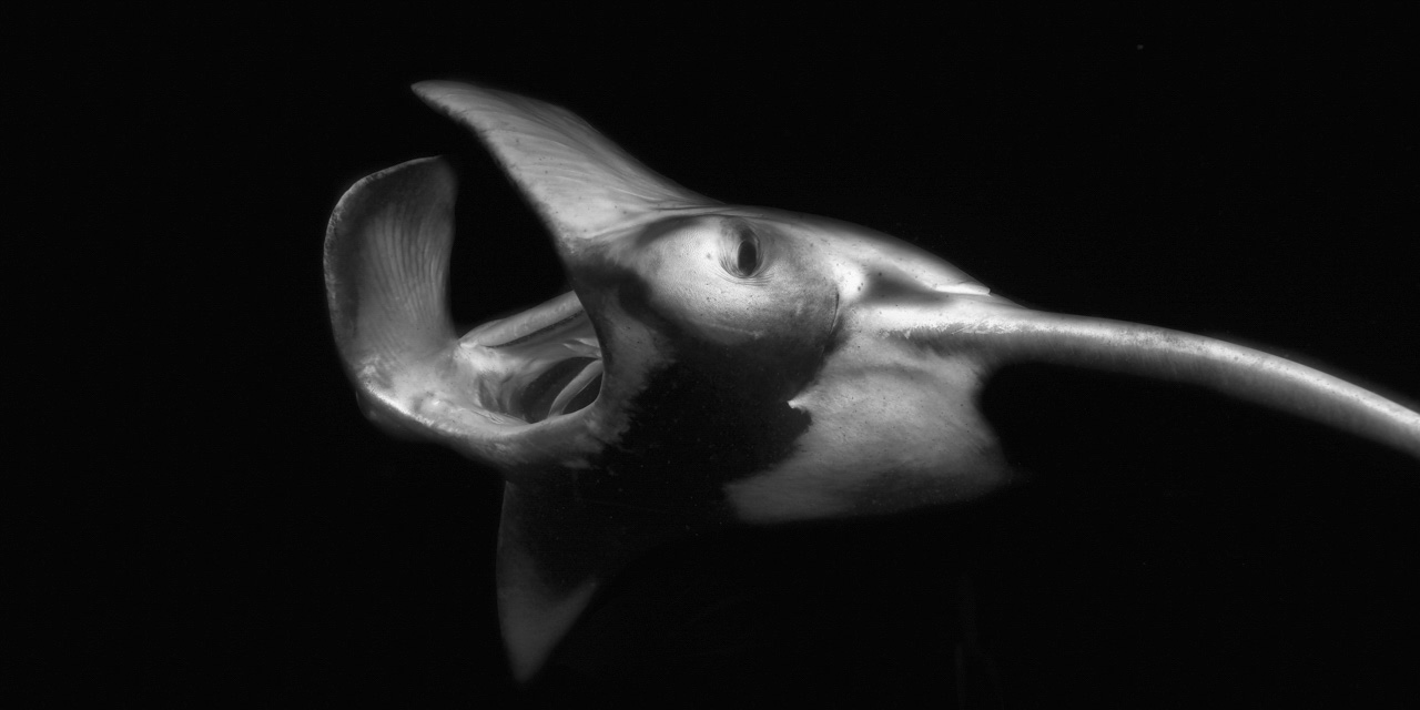 Raie manta en noir et blanc pendant une plongée de nuit aux Maldives dans l'océan indien. Photo par Amar Guillen, artiste photographe.