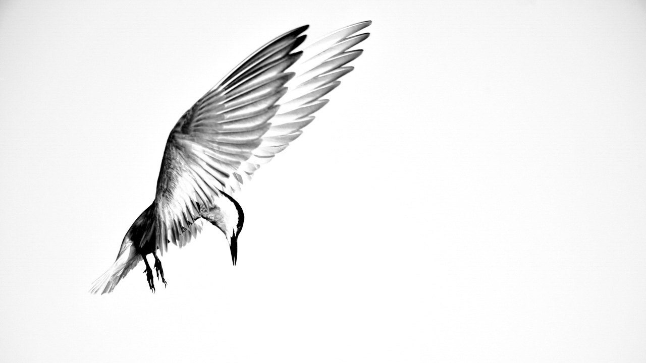 This photograph was created for the collection 'Freedom'.
