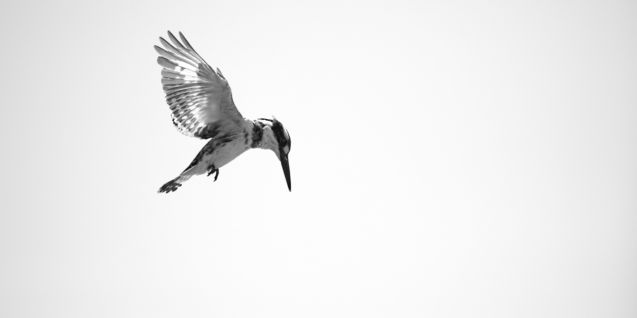 Photographie en high key et noir et blanc d'un martin pêcheur pie en vol.