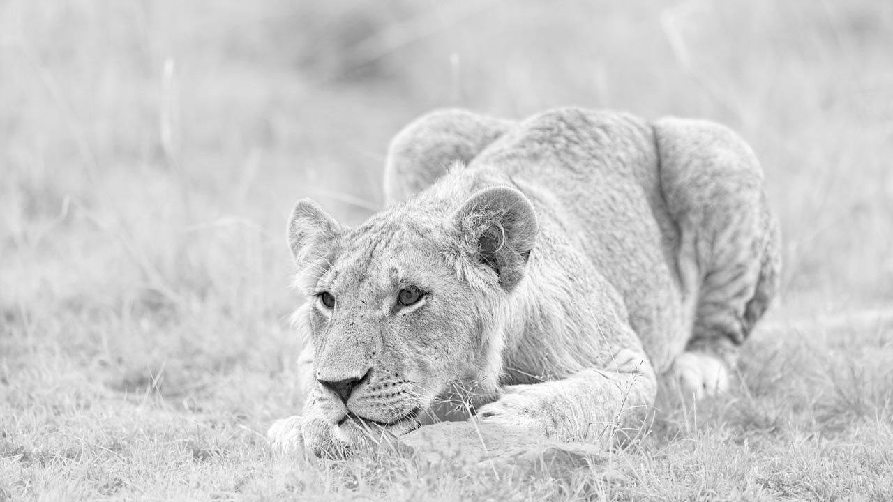 Photographie en high key et en noir et blanc d'un lionceau au Kenya.