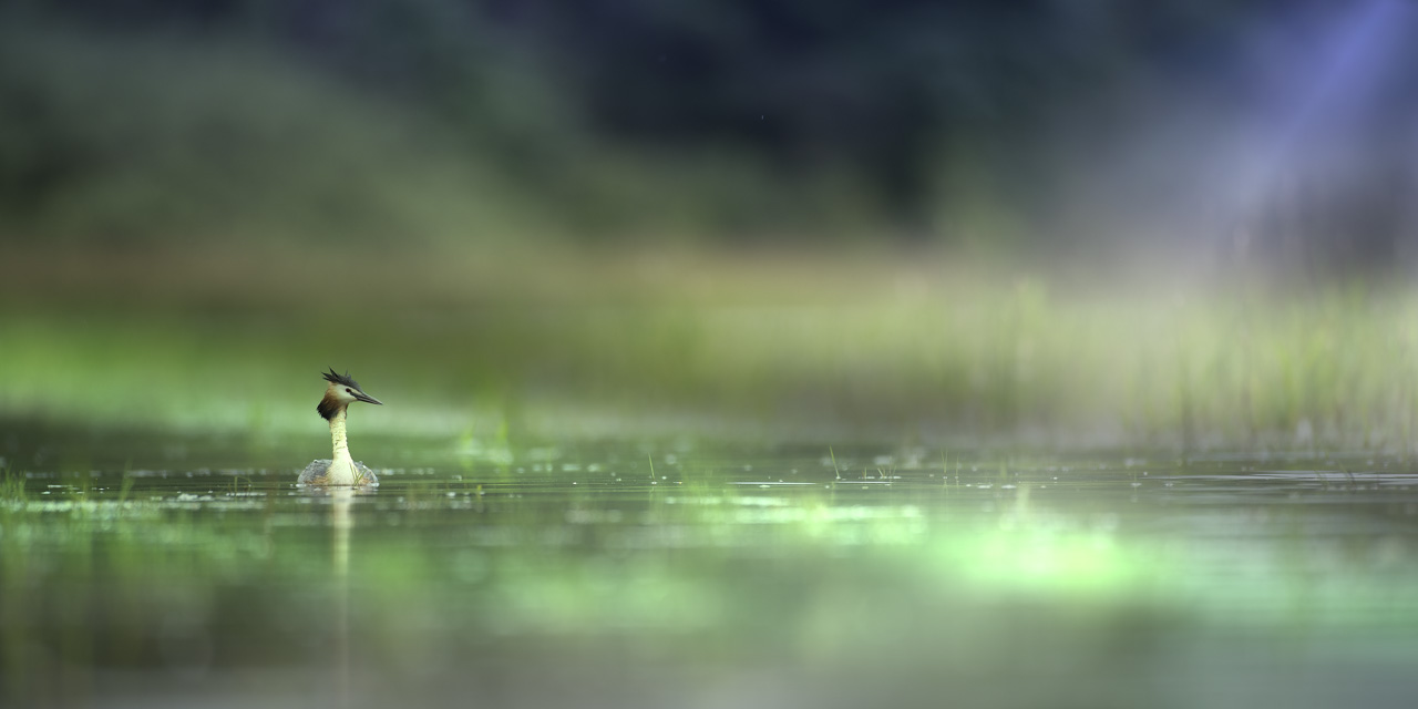 Art Photograph of a Great Crested Grebe in la Dombes. Photograph Taken from a Floating Blind.