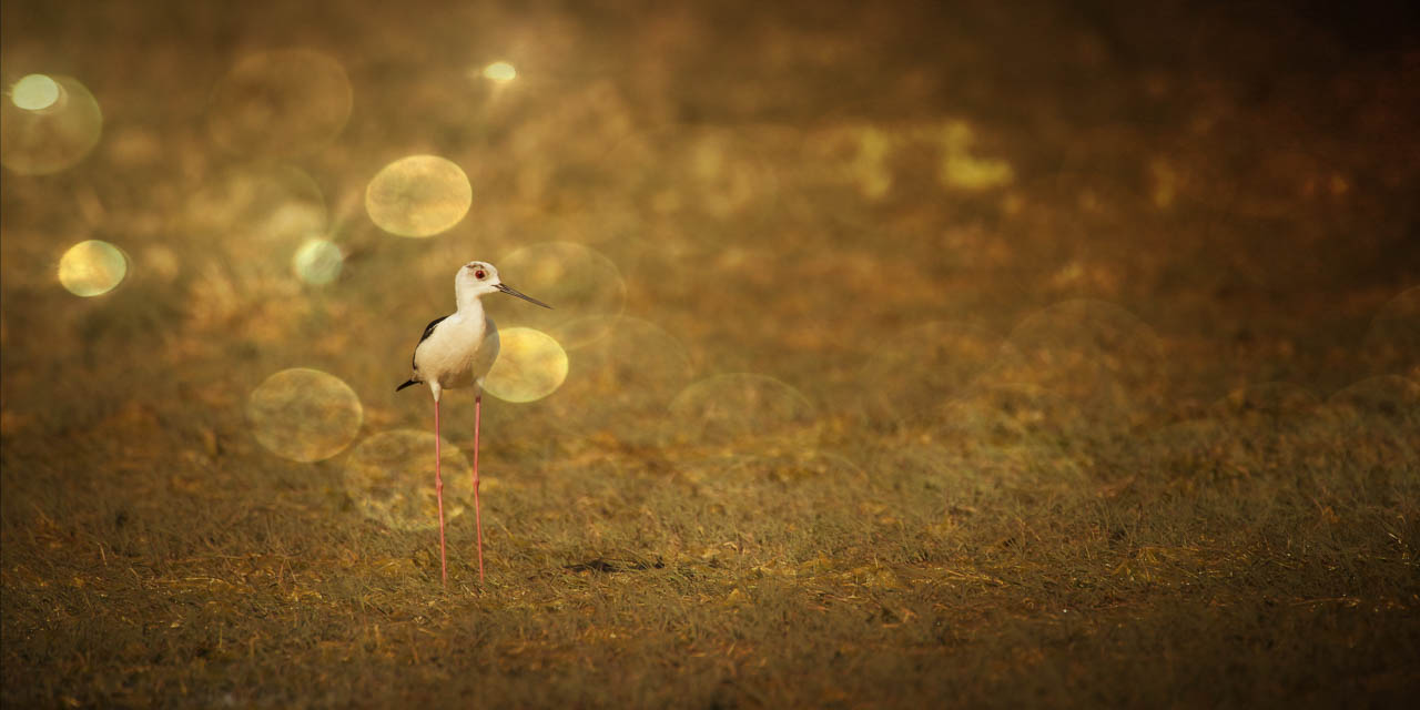 A black-winged stilt in Danube Delta in Romania. Fine art Photograph.