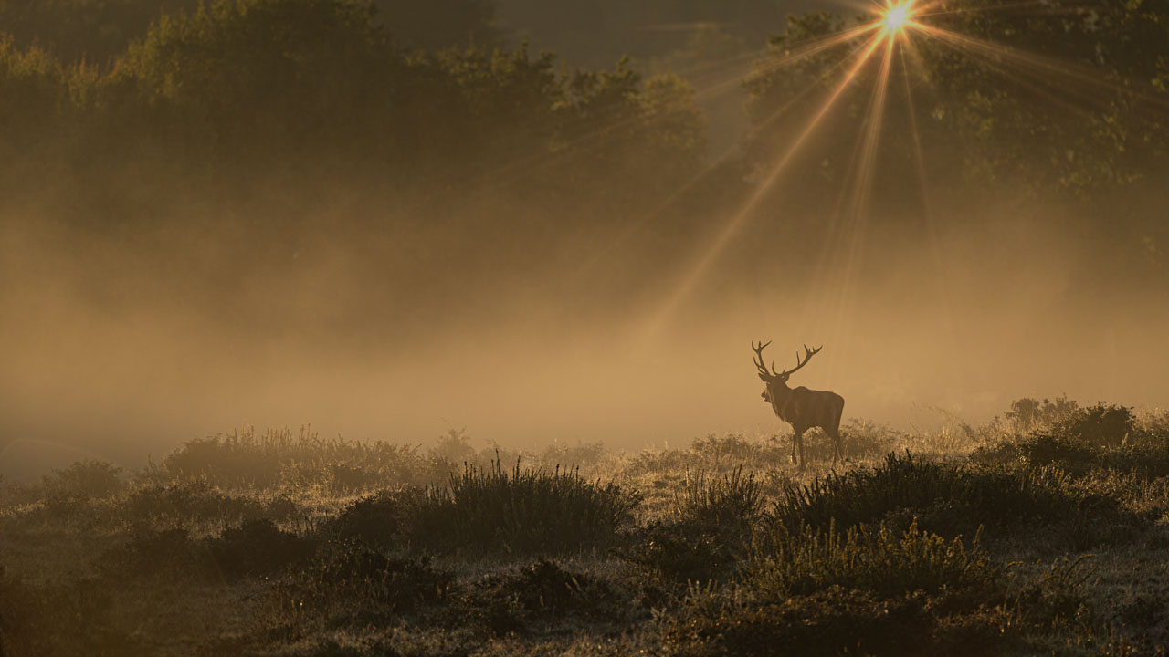 The rut of the deer in Charente-Maritime is an exceptional moment in our life as photographers. It's a moment of intense introspection.