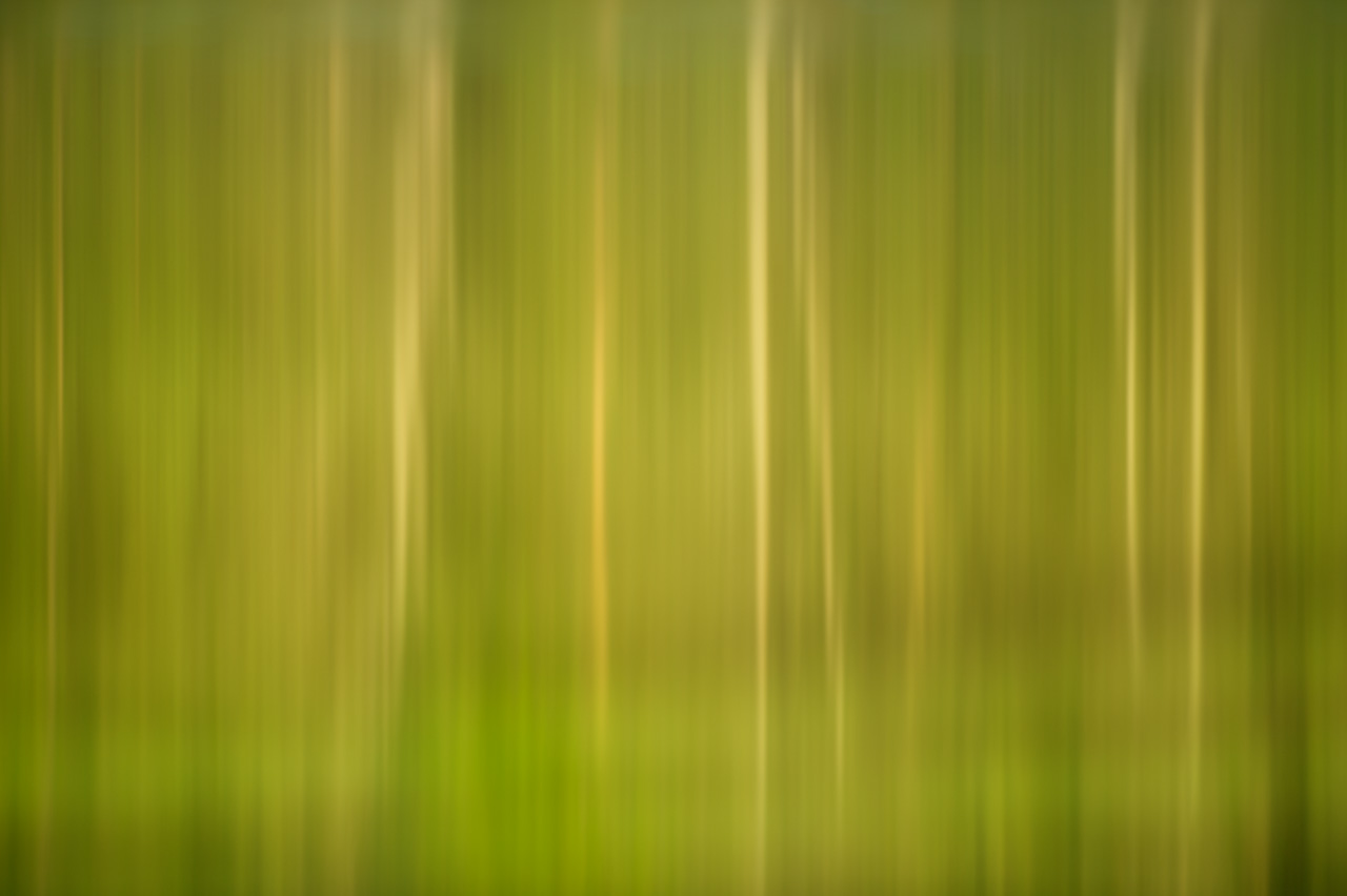 This photograph of trees is part of the artistic collection 'Illusions'. It could have been taken with any camera.