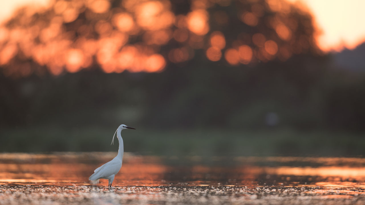 Cette photographie d'une aigrette garzette présente plusieurs déséquilibres de masse.