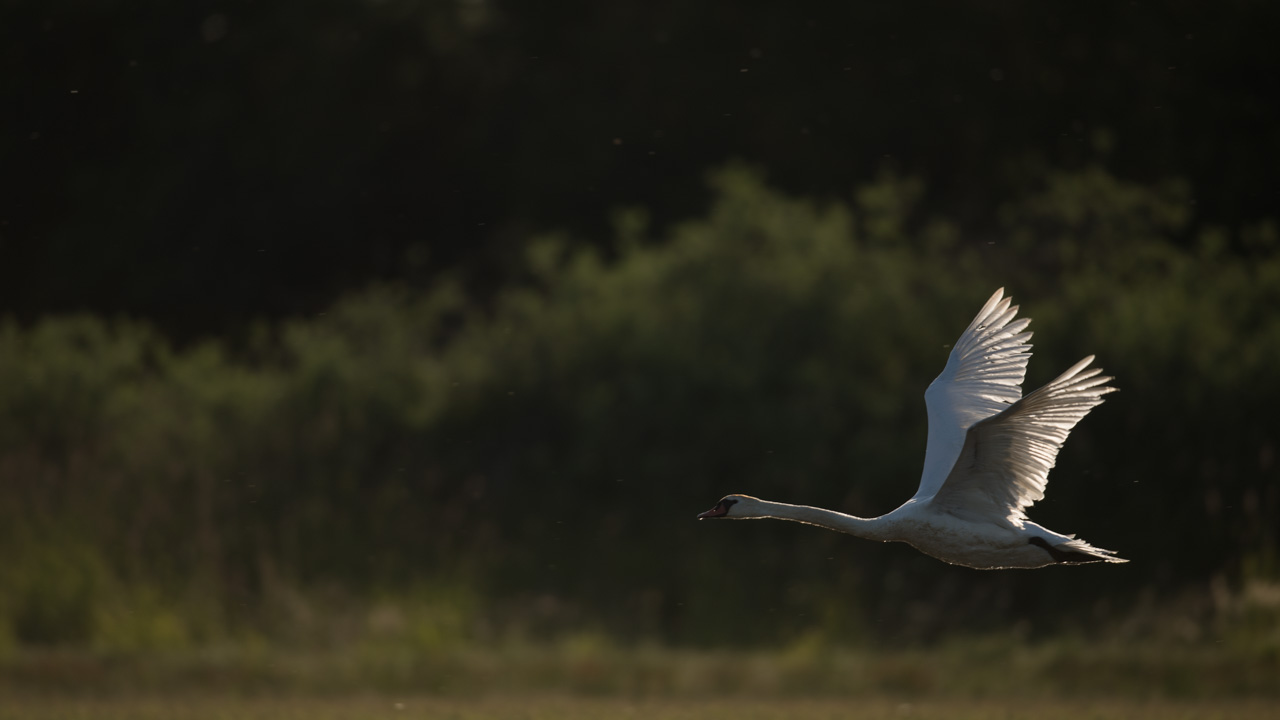 Cette photographie d'un cygne au décollage présente un déséquilibre de masse avec la zone sombre dans le haut.