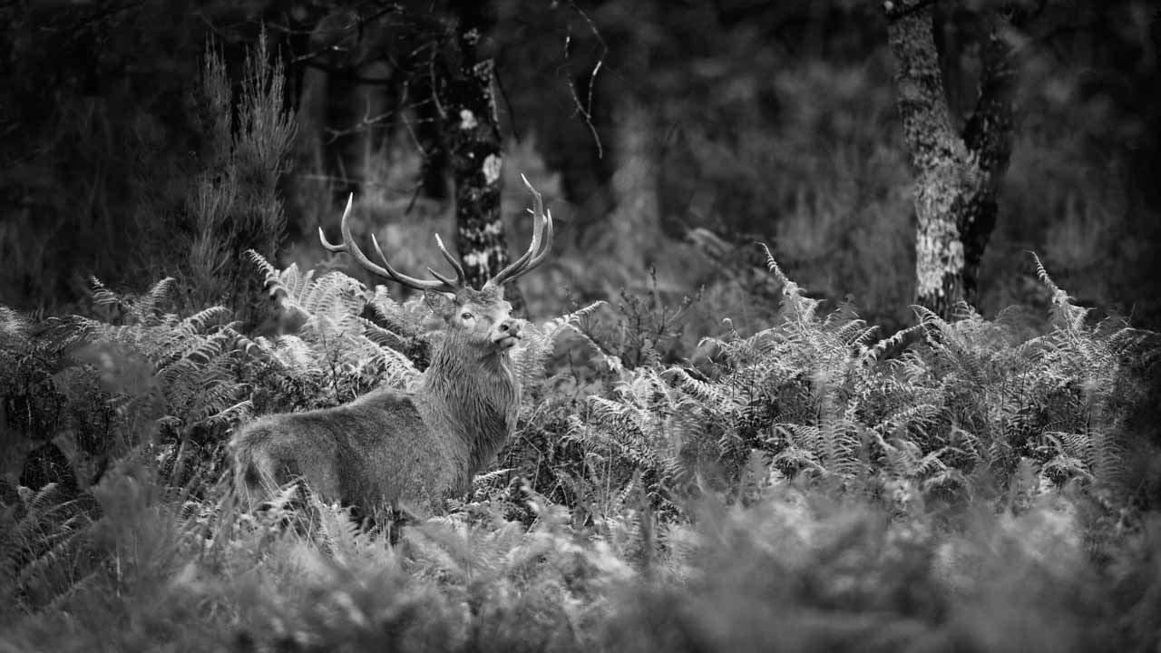 Photograph in black and white of a red deer stag in a forest with ferns in France.