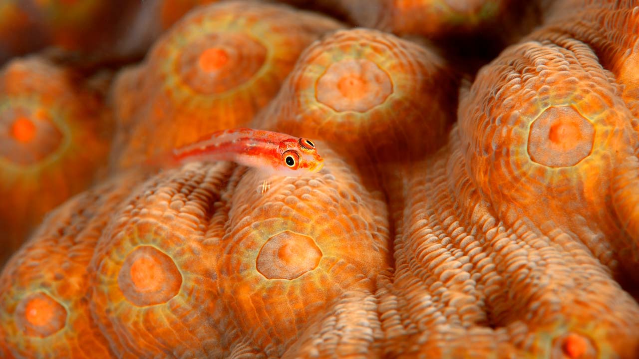 Photograph in color of a goby on a colony of coral in the Red Sea.