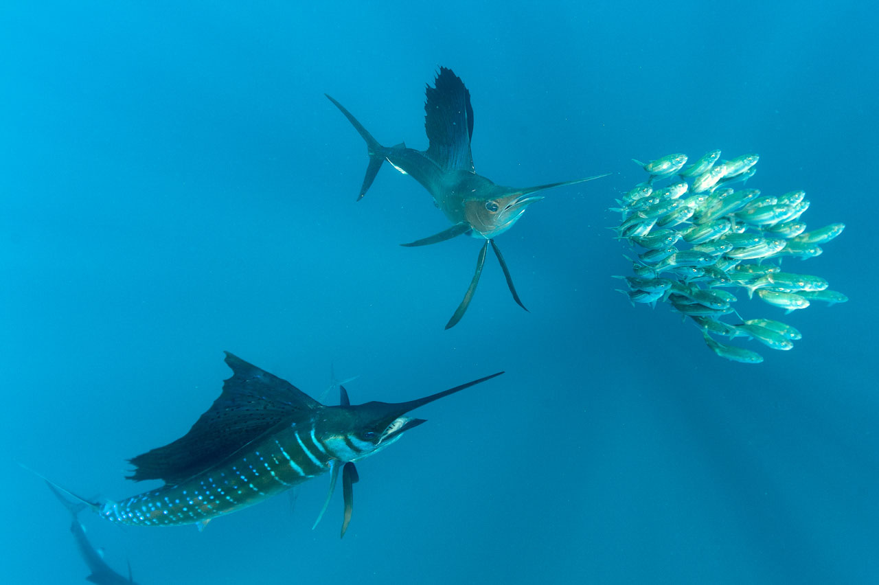 La figure du triangle entre les espadons voilier et les sardines renforcent la lecture de l'image.
