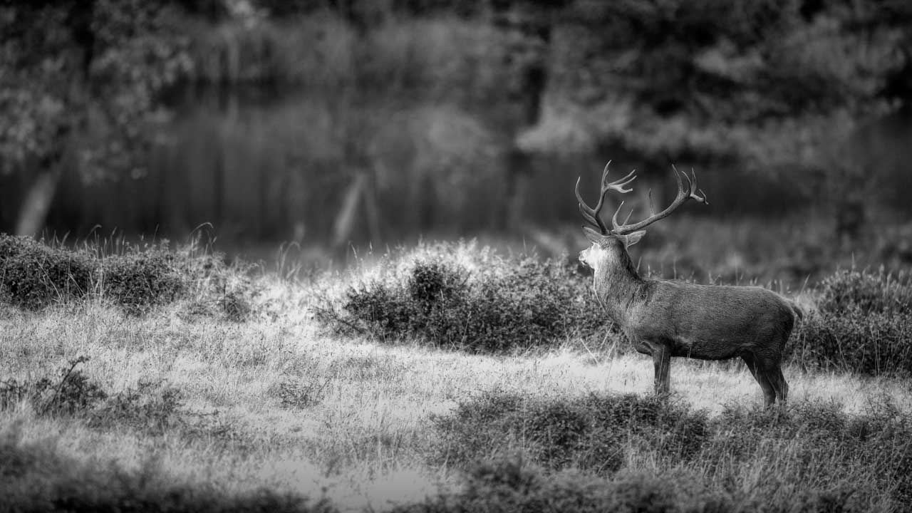 La direction dans laquelle regarde le cerf dans cette photo en noir et blanc est une ligne directrice forte.