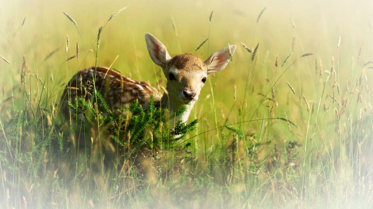 Photographie d'un faon de daim dans une prairie.