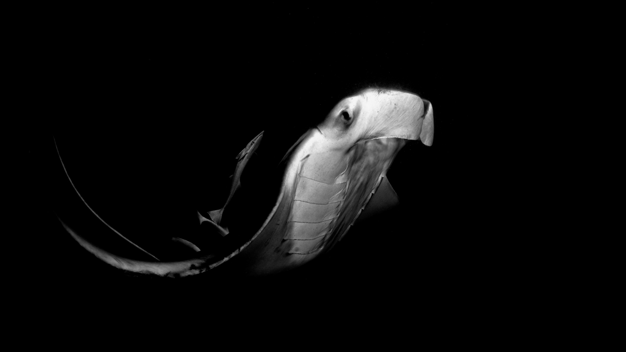 Photo en noir et blanc d'une raie manta aux Maldives et de nuit.