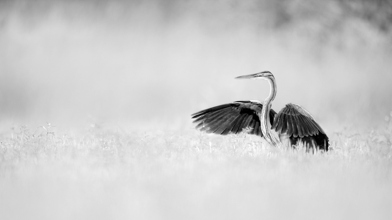 Photo en noir et blanc héron pourpré sur un étang de la Dombes. Photo par Amar Guillen, artiste photographe.