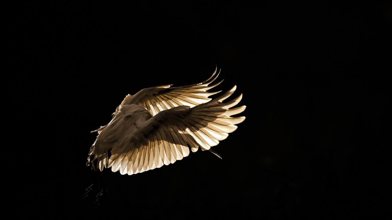 Spoonbill in backlight photographed in La Dombes from a floating blind. Photograph by par Amar Guillen, photographer artist.