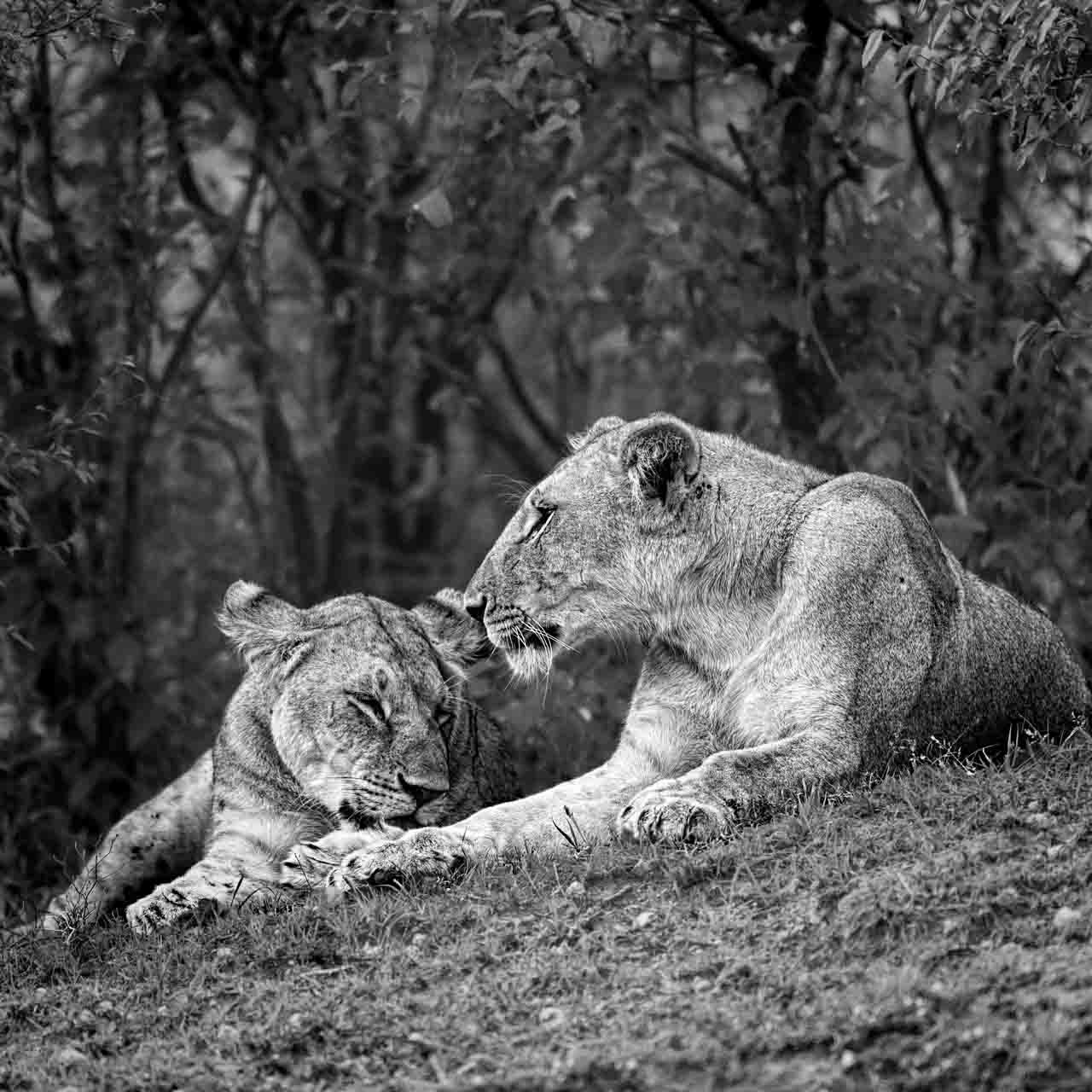 Two lions in Kenya. Photographed in black and white. Photograph by Amar Guillen, photographer artist.