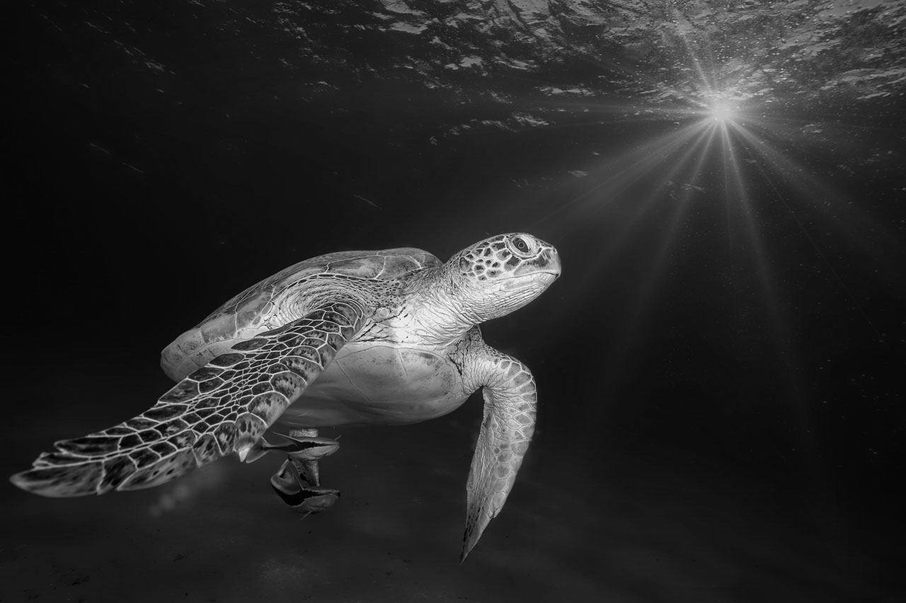 Turtle swimming in the Red Sea in black and white. Photograph by Amar Guillen, photographer artist.