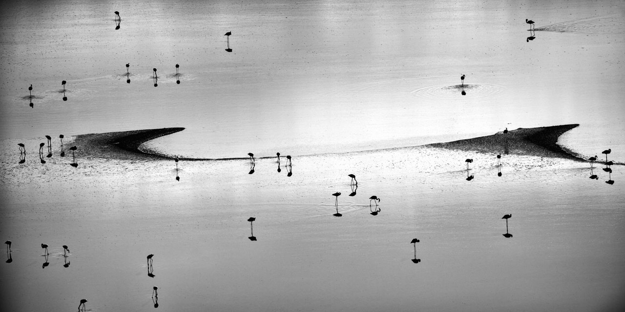 Une photo en low-key noir et blanc de flamants roses sur le lac Magadi au Kenya. Photographie par Amar Guillen, artiste photographe