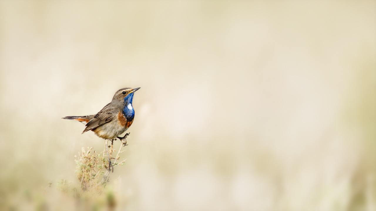 Un gorgebleue à miroir photographiée de manière artistique dans une zone humide de la Charente-Maritime
